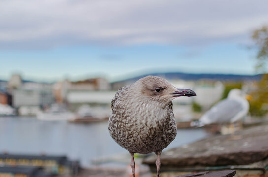 Mouette pos&eacute;e sur un quai au bord d&rsquo;un lac paisible
