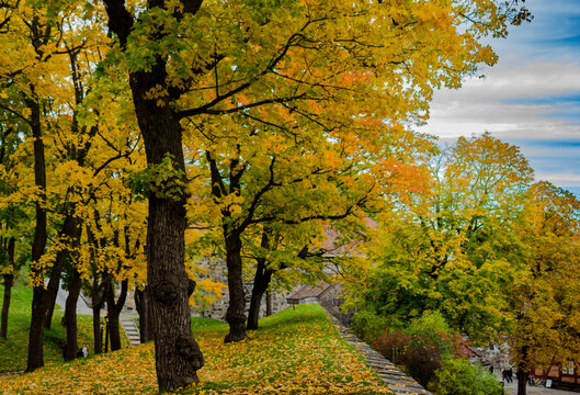 All&eacute;e d&rsquo;arbres d&rsquo;automne aux couleurs dor&eacute;es bordant un parc paisible
