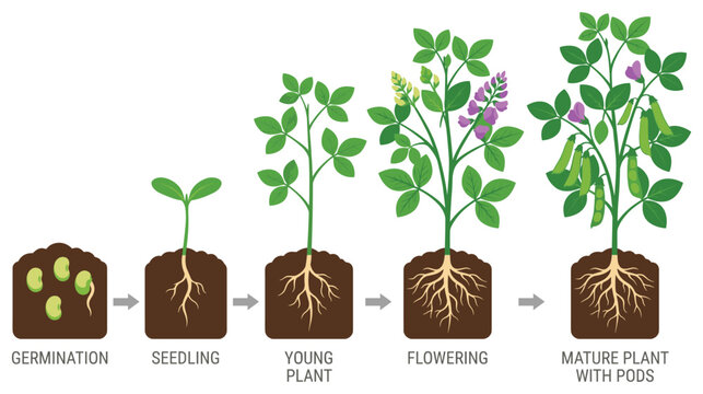 Plant growth cycle diagram of bean from seed to legume.