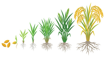 Obraz premium Rice plant growth stages from grain to ripe golden harvest.