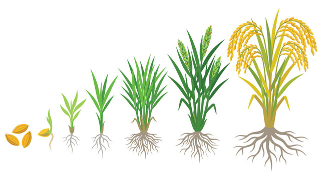 Rice plant growth stages from grain to ripe golden harvest.