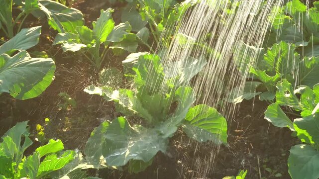 Watering fresh green cabbage plants in a sunlit garden, droplets glistening as they nourish the soil and leaves during the growing season