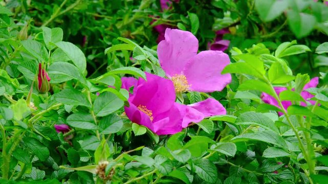 Pink garden rose hips in the garden on a cloudy summer day. Garden flowers and shrubs. Horizontal video