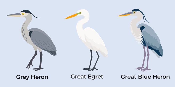 Heron species set in flat wildlife style. Grey heron, Great egret and Great blue heron collection for bird education and nature guides.