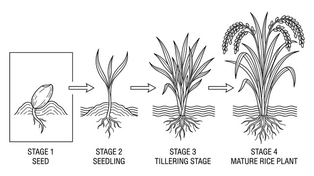 Rice plant growth stages from seed to mature rice crop.