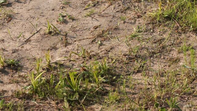 Close-up on a dusty, sunlit lawn area with very sparse grass, indicating early stages of lawn damage or extreme dryness. Soil texture and grass struggle. Still frame with a little windy motion