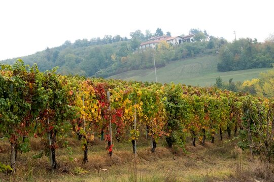 Landscapes of the Piedmontese Langhe in autumn with vineyards near Alba