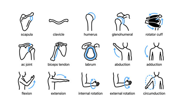 Shoulder anatomy icons showing bones and joint movements