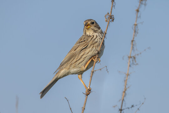 Corn bunting (Emberiza calandra)