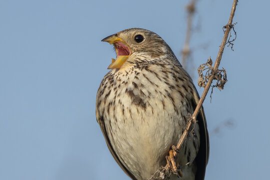 Corn bunting (Emberiza calandra)