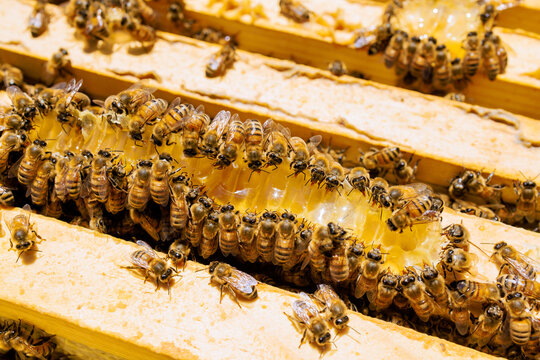 Bees gather and work on honeycomb in beehive during warm in spring