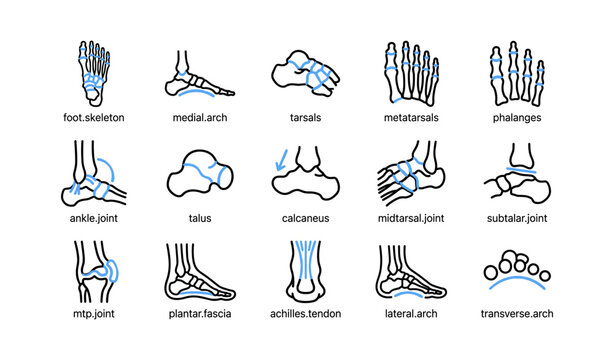 Foot skeleton and joint icons illustrating arches and tendons