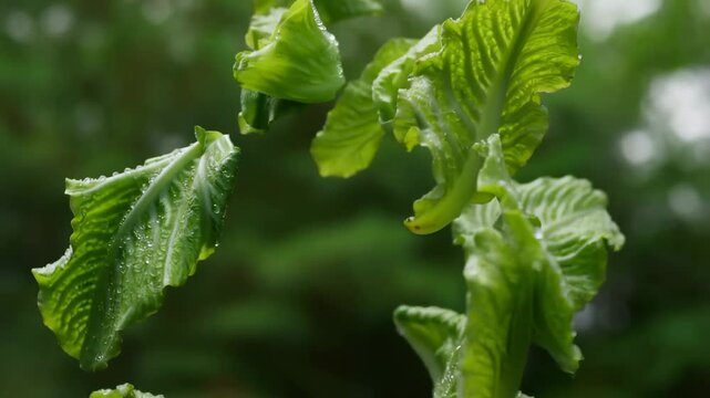 Fresh green lettuce leaves falling gracefully in slow motion against blurred natural background
