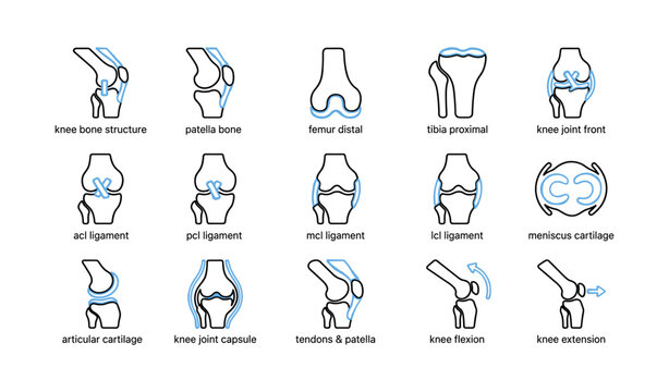 Knee anatomy icons showing bones ligaments and joint views