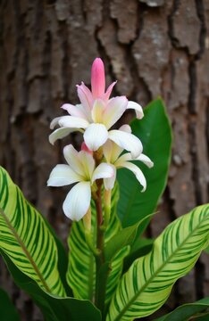 Variegated shell ginger plant shows layered pink and white flowers with striped green and yellow leaves. Tropical ornamental foliage grows against blurred tree bark background.