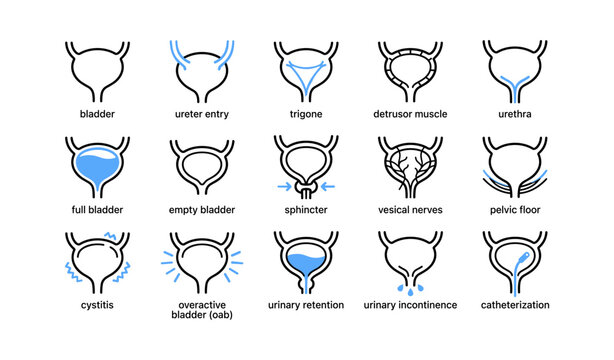 Medical bladder and urinary system icons on white background
