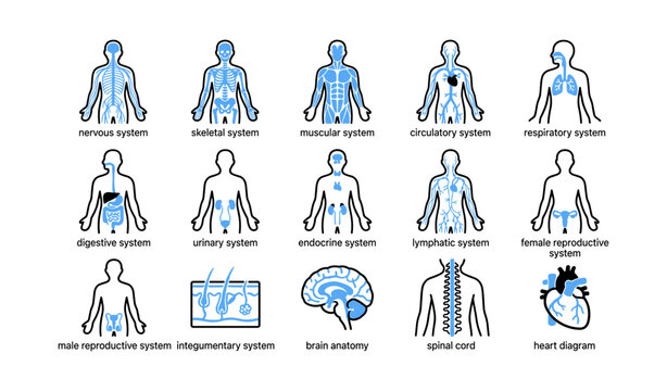 Human anatomy icons showing body systems and organs