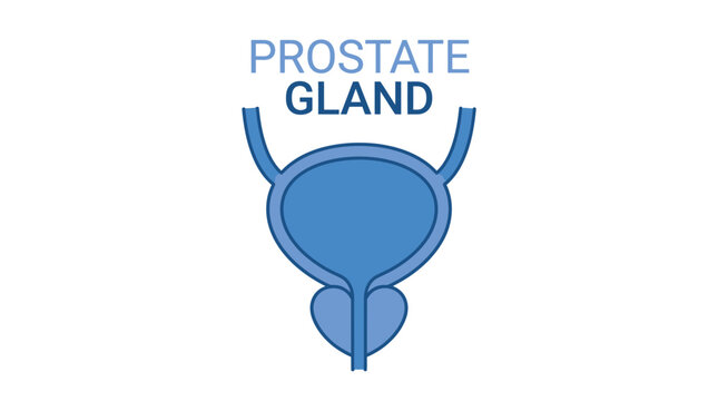 Detailed blue vector illustration showing the human prostate gland anatomy for medical education and research