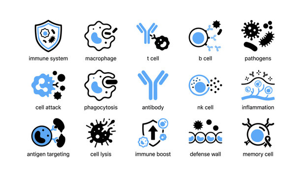 Immune system icons showing cells and processes on white background
