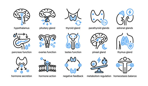 Endocrine glands and functions illustrated in labeled grid
