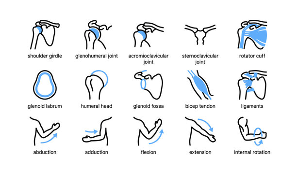 Shoulder anatomy diagram showing joints and arm movements