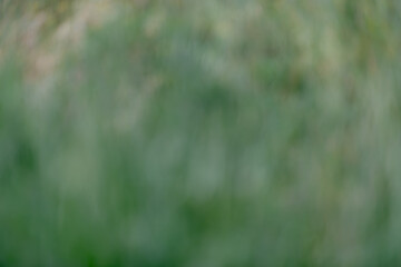 Obraz premium Defocused meadow vegetation creating a smooth green background. Natural abstract composition with soft gradients, muted colors and calming organic atmosphere.