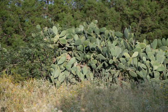 Large Opuntia cactus patch surrounded by natural grassland and shrubs. Mediterranean ecosystem featuring resilient succulent plants, organic textures and green vegetation.