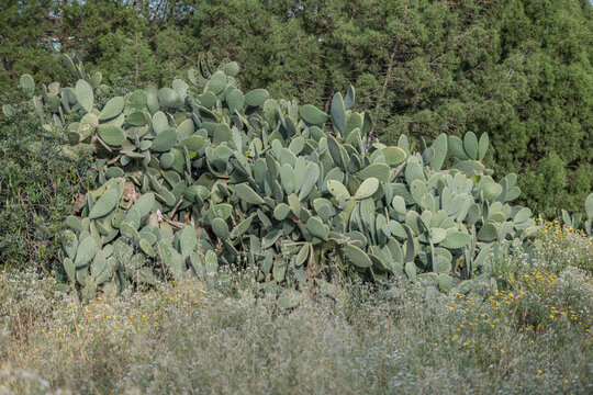 Dense prickly pear cactus colony growing in a Mediterranean landscape. Natural succulent thicket with layered green pads, drought adapted vegetation and wild countryside scenery.