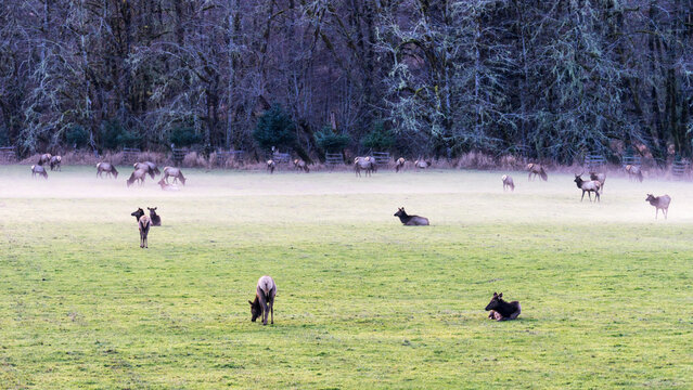 Foggy Day in Jewell Meadows Wildlife Roosevelt Elk Area, Clatsop County, Oregon Coast