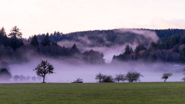Foggy Day in Jewell Meadows Wildlife Roosevelt Elk Area, Clatsop County, Oregon Coast