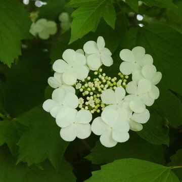 Flora of Spain - Viburnum opulus, Guelder Rose, in Bloom at Salburua Park Wetlands

