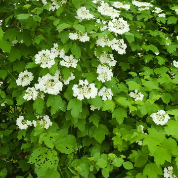 Flora of Spain - Viburnum opulus, Guelder Rose, in Bloom at Salburua Park Wetlands

