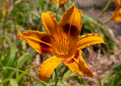 Daylily