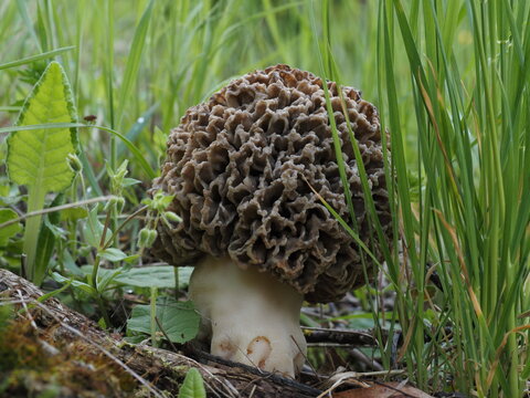 Graue Speisemorchel, Morchella vulgaris