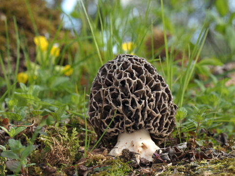Graue Speisemorchel, Morchella vulgaris