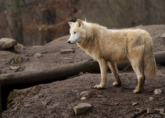 Fototapeta premium Arctic wolf
