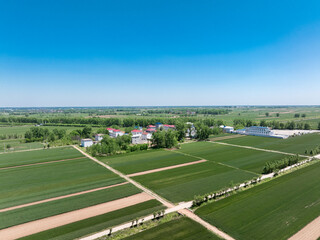 Obraz premium Green farmland and rural buildings under a clear blue sky with lush crops