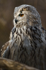 Obraz premium Eurasian eagle owl