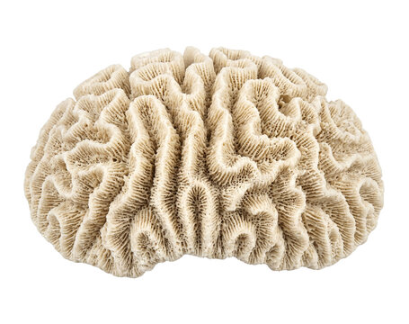 Dried brain coral fossil isolated on transparent background for marine life and biology presentations.