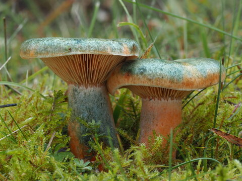 Spangr&uuml;ne Kiefern-Reizker, Lactarius semisanguifluus