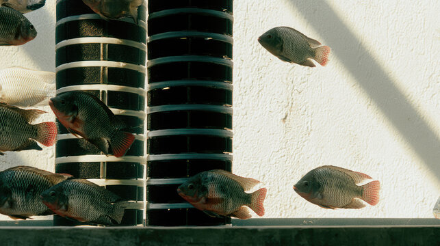 Tilapia fish tank abstract concept sustainable food production high contrast split screen shadow sunlit wall texture clean line presentation template style