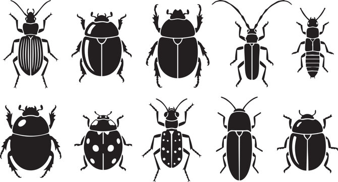 Vector illustration of various black beetle silhouettes in different shapes and sizes on white background with detailed designs and textures