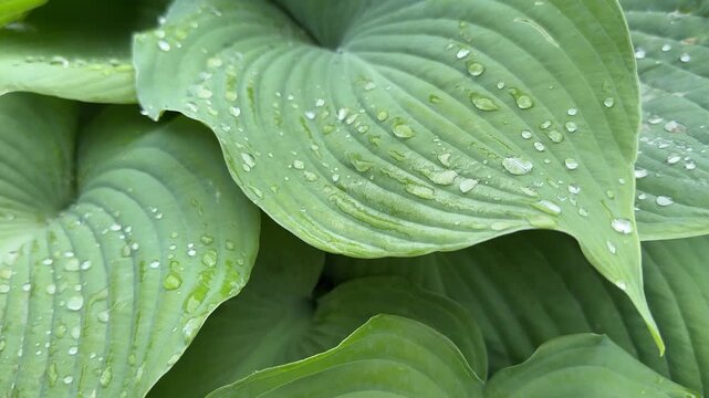 Fresh green hosta leaves with water drops and ambient nature sound of singing birds