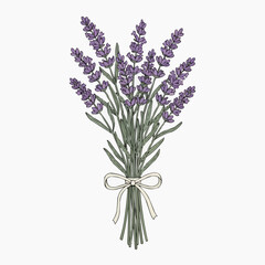 Fototapeta premium A bunch of lavender flowers tied with a ribbon