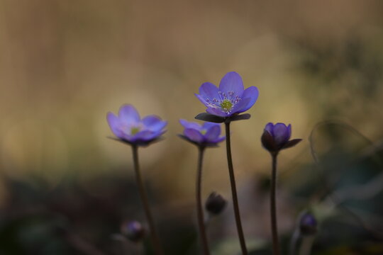 fiori di anemone hepatica nel bosco