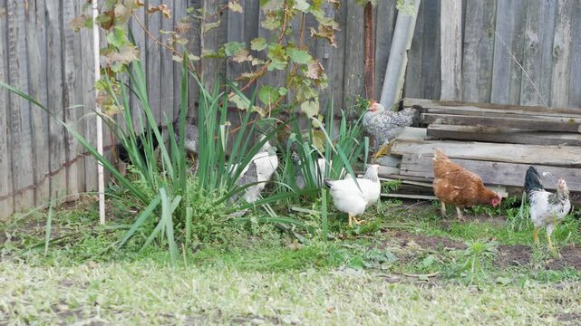 A variety of domestic chickens peck at the ground and forage for food next to a wooden fence and green plants in a rustic backyard.