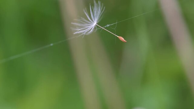 macro shot of a single dandelion seed trapped on a strand of spider silk swaying on wind against a soft green background