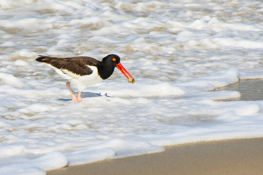 American oystercatcher in Atlantic Ocean surf