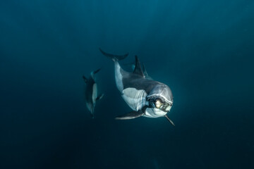 Common dolphin (Delphinus delphis) captured underwater during the annual Sardine Run in South Africa on the Wild Coast in the Indian Ocean. © Kristof