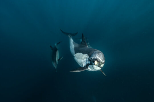 Common dolphin (Delphinus delphis) captured underwater during the annual Sardine Run in South Africa on the Wild Coast in the Indian Ocean.